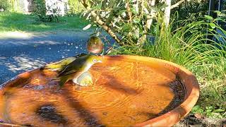 Birds can be jerks sometimes! Silvereye/Tauhou dunks another bird at the birdbath.
