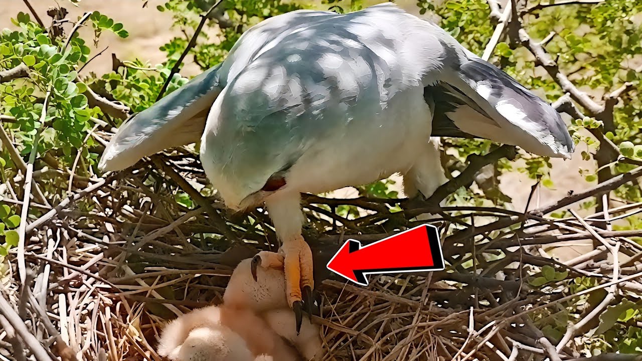 Claw on Baby's Head | Kite Bird put Claw on Baby's Head in urgency!