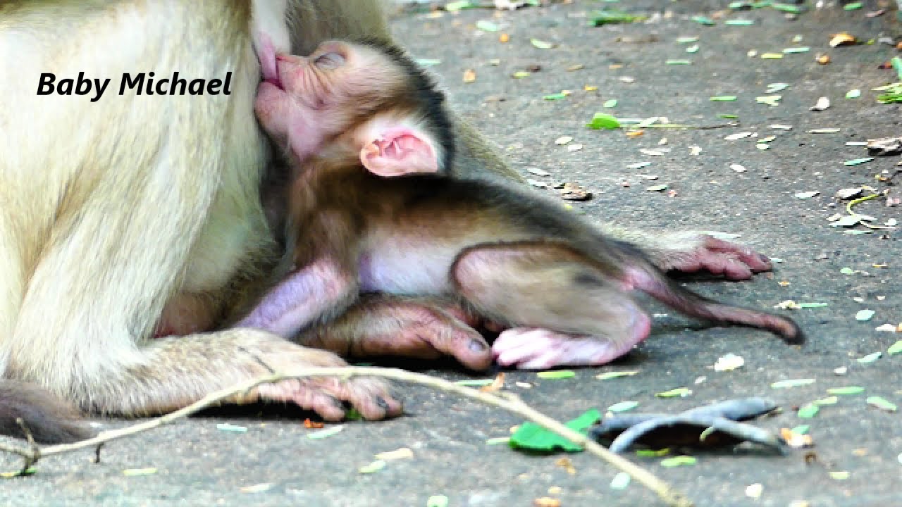 Oh ! Cute Michael baby monkey need to drink a lot milk | Baby Michael drink milk until sleep well