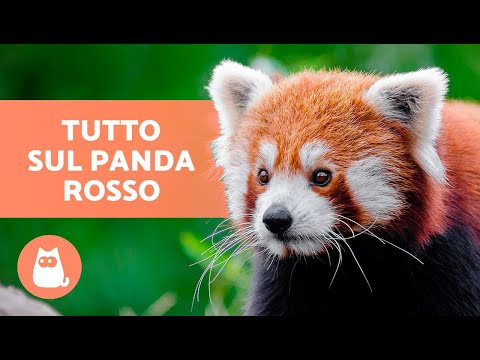 Il PANDA ROSSO 🐼❤️ (Caratteristiche, Habitat e Cibo)