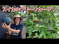 観賞用に植えたスイカを収穫したら意外な結果に…
