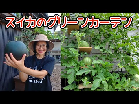 When I harvested the ornamental watermelons, I got an unexpected result...