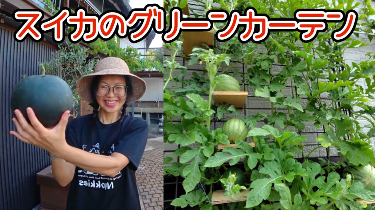 観賞用に植えたスイカを収穫したら意外な結果に…