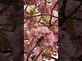 SAKURA CHERRY BLOSSOM 🌸 | SPRING 2024 #shorts