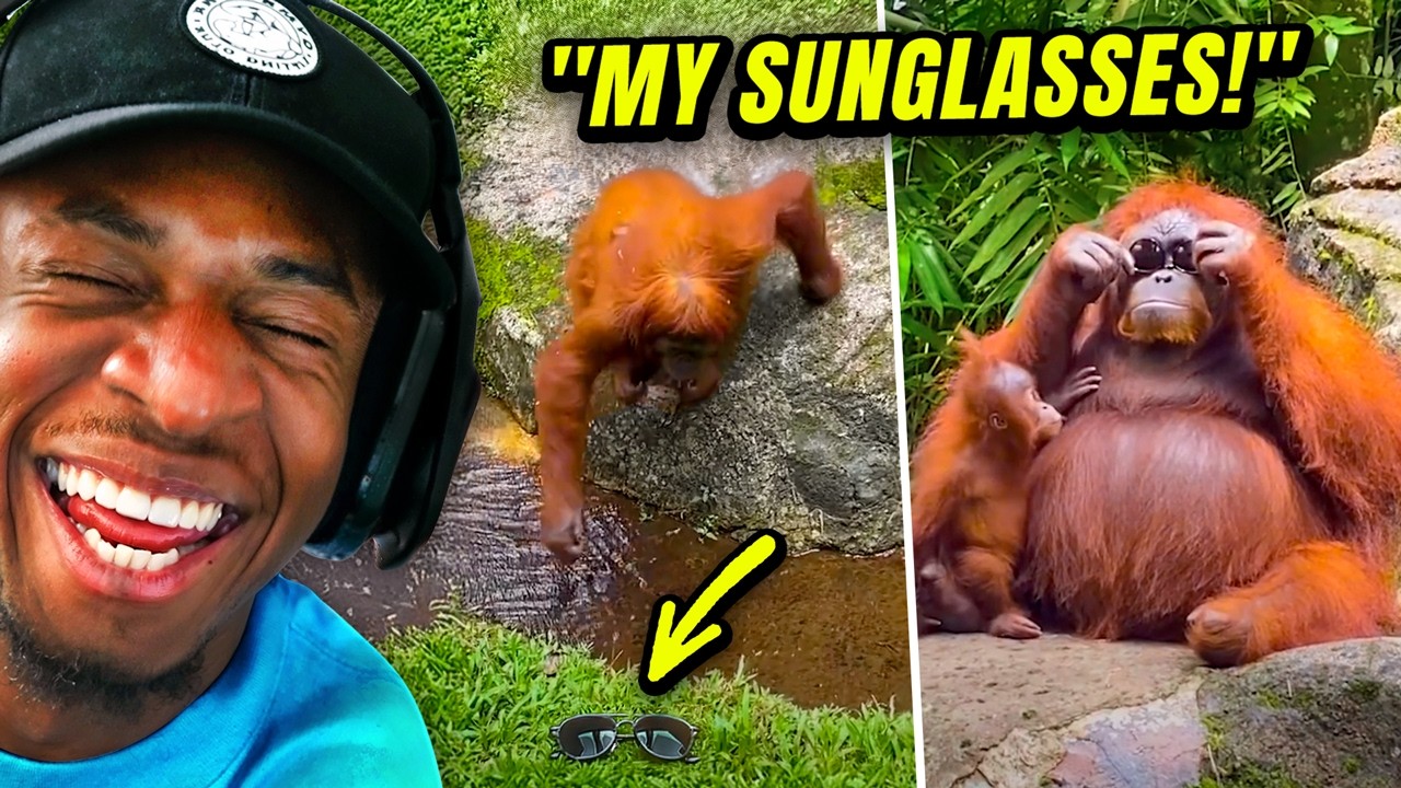 Animals Acting Like Humans