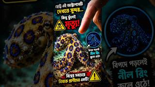 দেখতে সুন্দর, কিন্তু মারাত্মক! 😳 এই অক্টোপাস থেকে সাবধান! 🐙 #BlueRingedOctopus #DeadlyAnimals