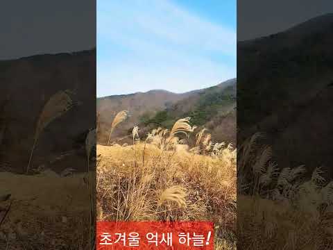 초겨울 억새 숲에서 ᆢ