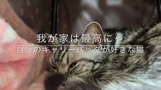 猫が気に入るキャリーバッグはどんな物？キャリーバッグの中に潜入して、猫が寛いでいる時の様子を内部から撮影してみました。