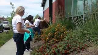 Pollinator Count - Davis