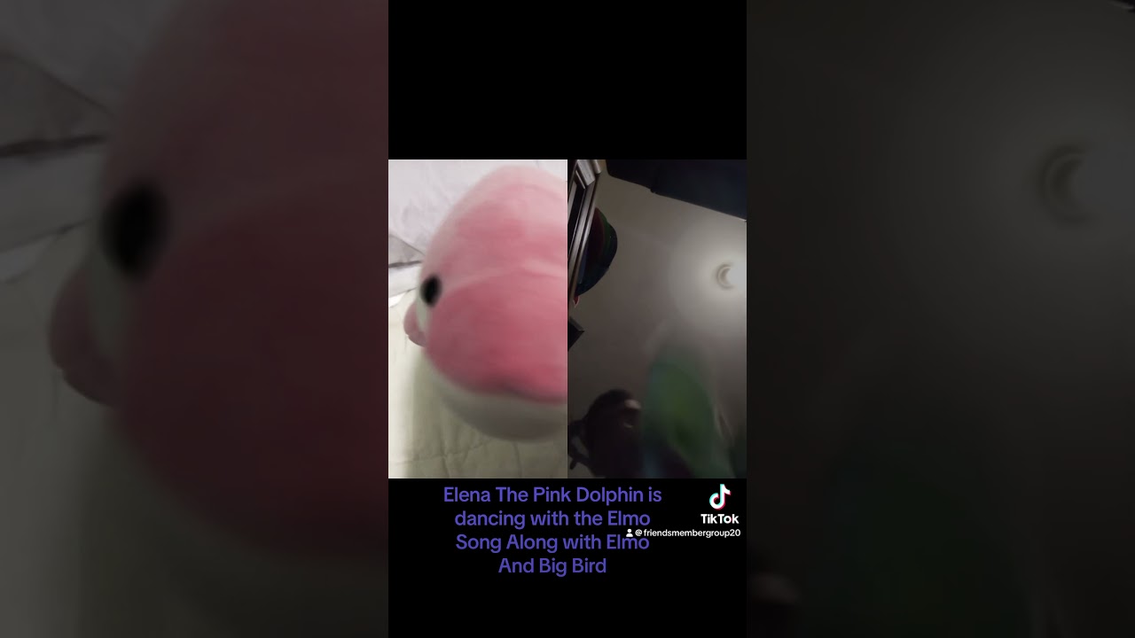 Elena The Pink Dolphin Is Dancing Elmo Song Ft Elmo Big Bird And Snuffy