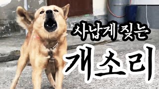 사나운 개 짖는소리(집 잘지키는 개) ferocious dog barking