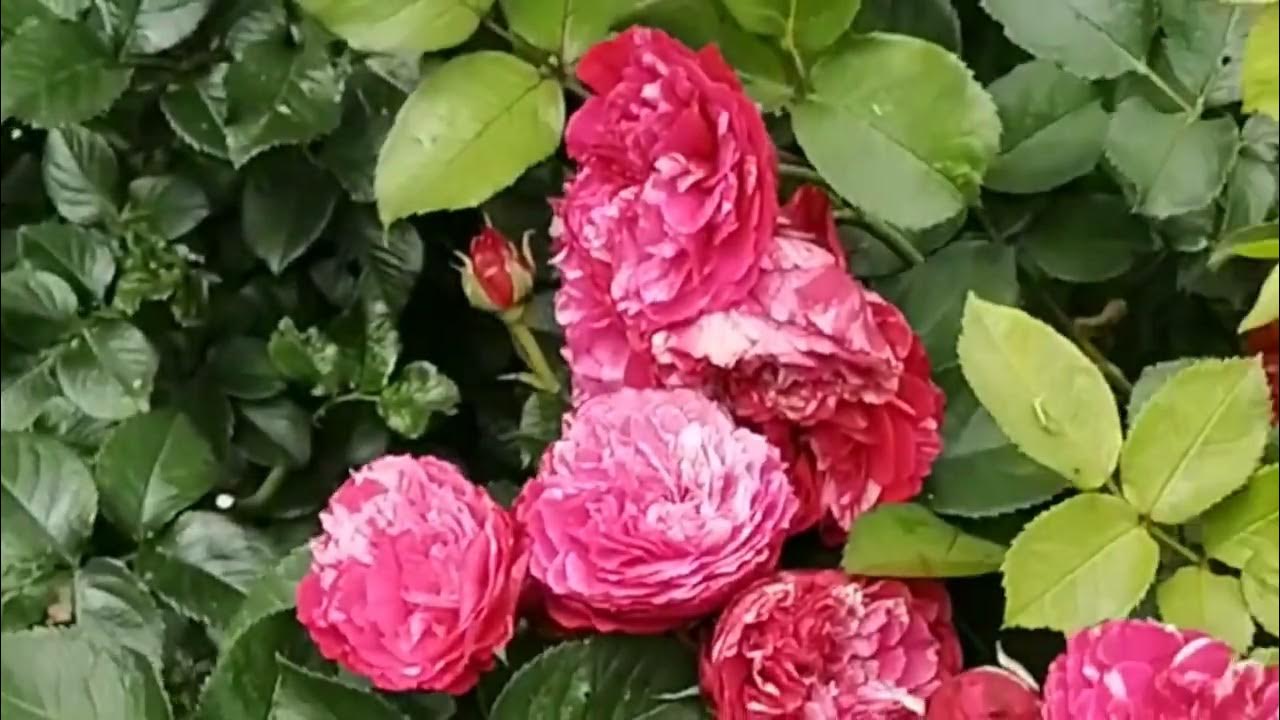 Константина фреска роза фото и описание