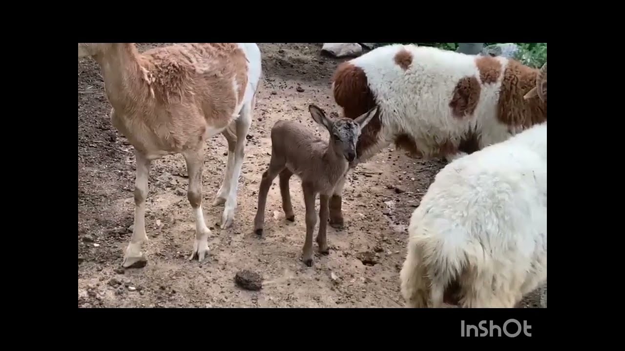 Adorable Baby Sheep Makes the Cutest Face/A Baby Sheep Is Born/Cute Sheep enjoy