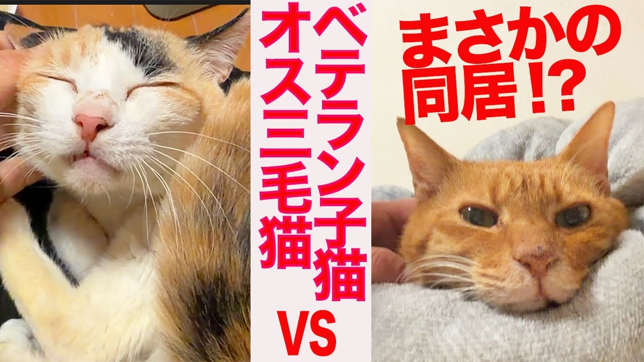 まあたねこを まあたそ 猫 | TikTok