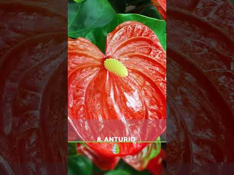 10 PLANTAS que