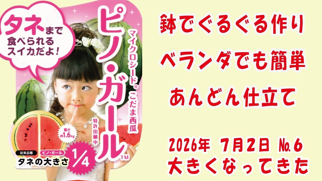 甘〜い #小玉スイカ 🍉【ピノガール】No6大きくなった/鉢でぐるぐる