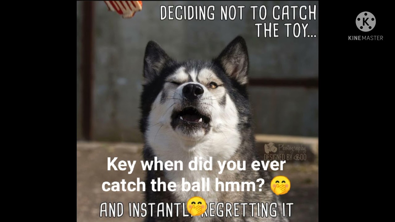 Best bits of K'eyush- the stuntdog and his crazy antics 😂😂 