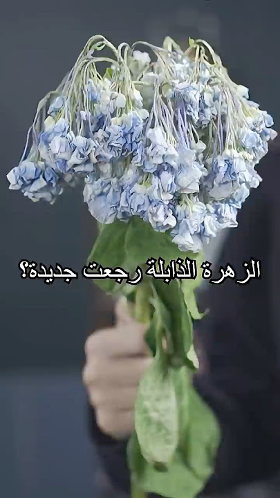 قد جرّبتوا ترجعون الزهور الذابلة؟#shorts #knowledge #learning