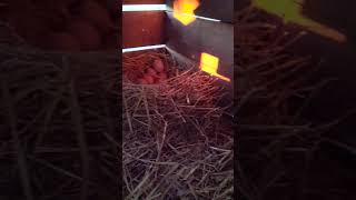 Let's Look Inside the Chicken Coops