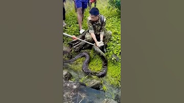 🐍 12-ft Python rescued by Forest Dept from Lower Fagu, Gorubathan 👮‍♂️ Safely released in the wild