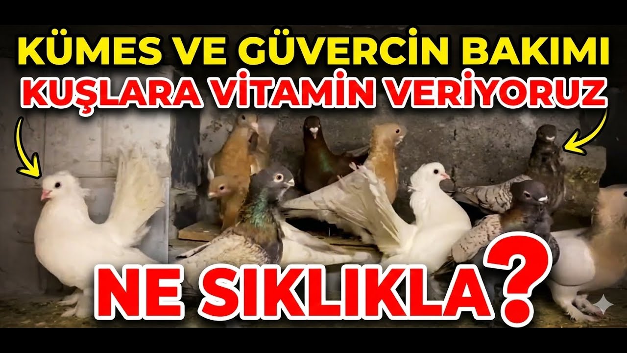 KÜMESTE GENEL BAKIM - KUŞLARA NE SIKLIKLA VİTAMİN VERİYORUZ?