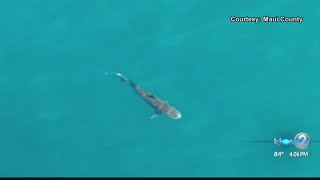 Several Tiger Shark sightings close Maui beaches