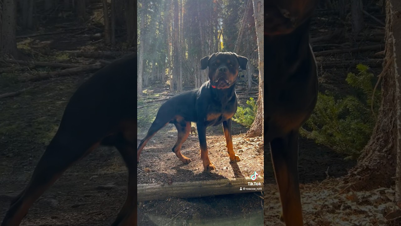 Our former vet said he will probably be a skinny 50lb awkward looking ...