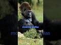 Gorilla Strength Explained 💪 It’s Not What You Think 🦍