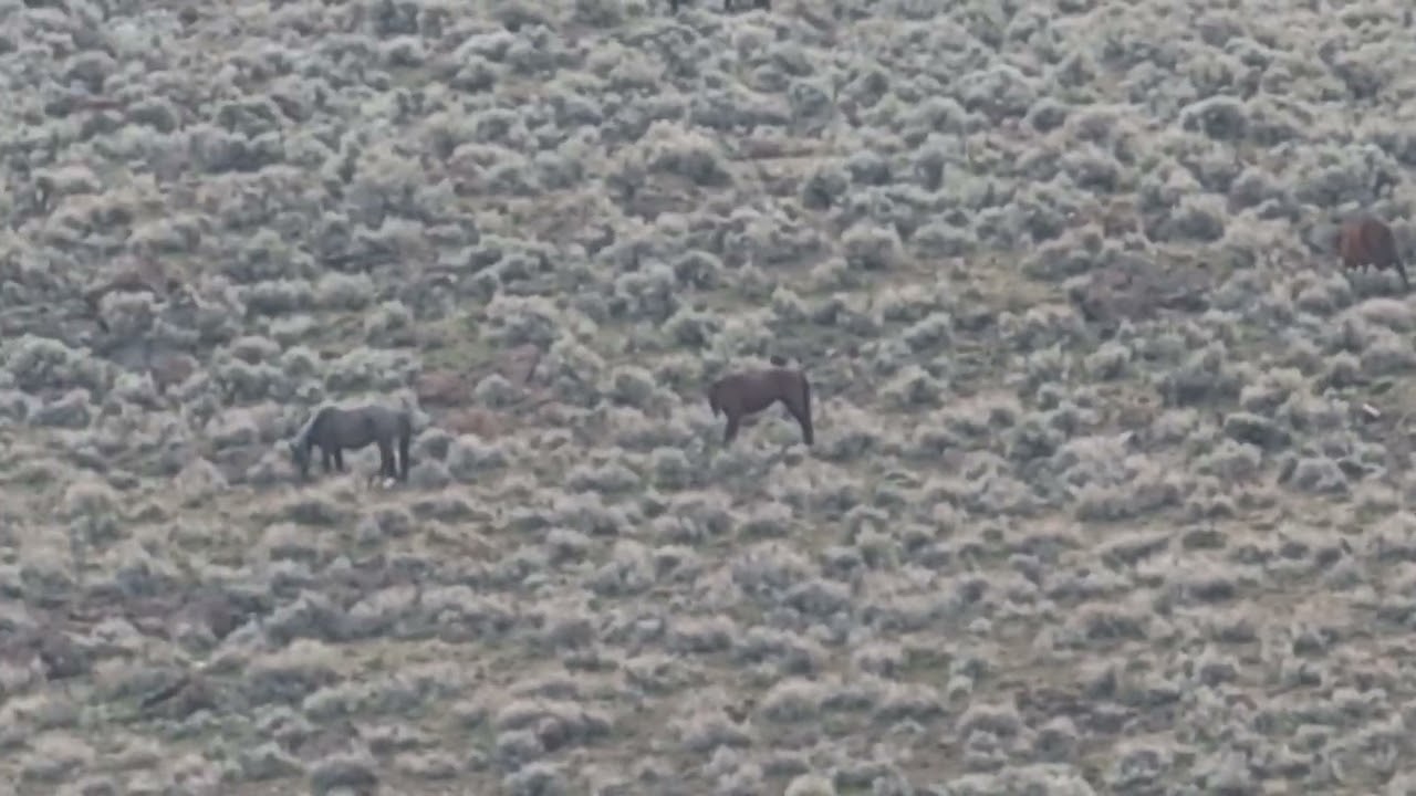 Дикие мустанги, Перу Драйв, Рено, Индустриальный центр Тахо, Невада