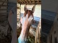13hh vs 15hh #horses