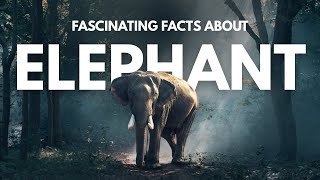 Elephant Amazing Informative Facts By Dilchasp Globe