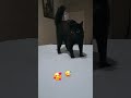 Cat zooming 🐈⬛ My Bitters 💞 #theblackcat #kittycat #mybabygirl #zoomies #agile #love #blackcat