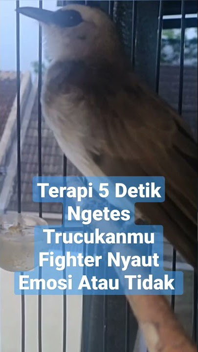 CEK FIGHTER/TARUNG!Terapi Pancingan Suara Trucukan Gacor Melatih Mental Emosi & Birahi