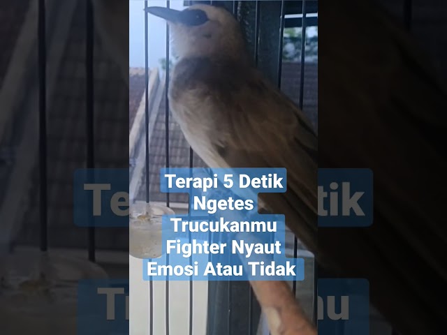 CEK FIGHTER/TARUNG!Terapi Pancingan Suara Trucukan Gacor Melatih Mental Emosi & Birahi class=