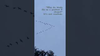 “Why do birds fly in perfect V shape”?