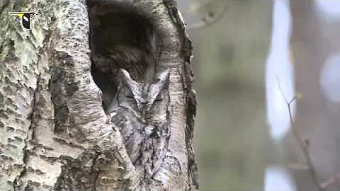 The Distinctive Calls of Owls- A Sampler