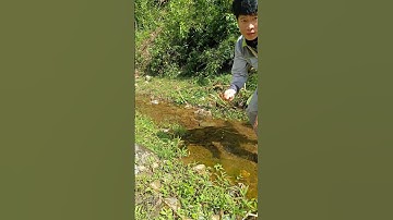 Bắt cá lóc suối #p2