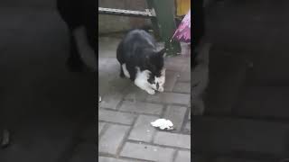 Kucing Gancet 😭 1 jam 😱 #fyp #trending #youtube #viral #tiktok