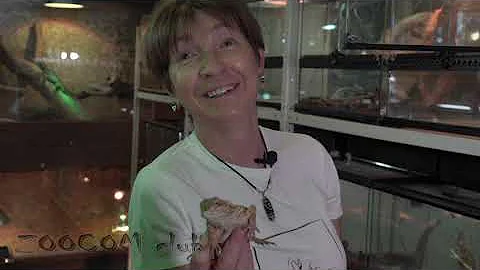 Бородатая агама: добрый домашний дракон. Bearded dragon: a good friend and an easy pet!