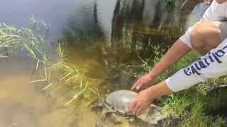 Fly River Turtles New Home : Kamp Kenan Bonus