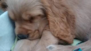 Details Cute 8 week old cocker spaniel sleeping Guide