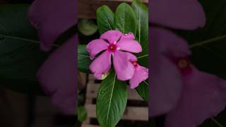 Learn Photography skills 💥|| #shorts #ytshorts