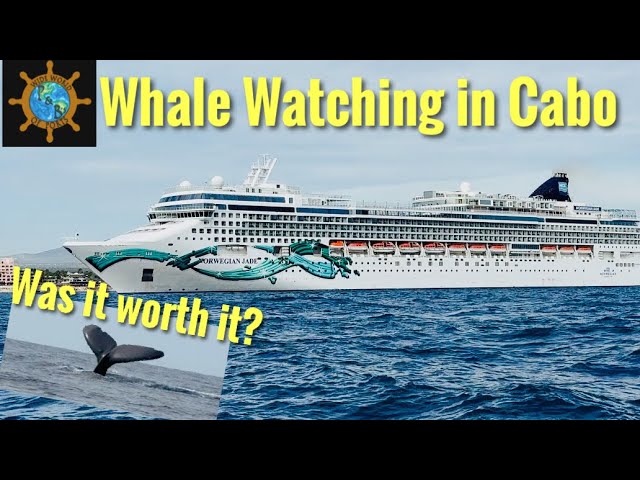 Whale Watching in Cabo - Norwegian Jade Cruise Vlog