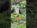 ヒグマの臭覚は犬の6〜8倍！#北海道#ヒグマ#animals#nature#bear#自然#動物#クマ#熊#自然#wildlife#ベアマウンテン#サホロリゾートベアマウンテン#森#新得町