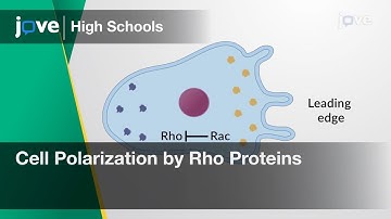 Cell Polarization by Rho Proteins | Cell Bio | Video Textbooks - Preview