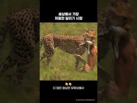 세상에서 가장 처절한 달리기 시합