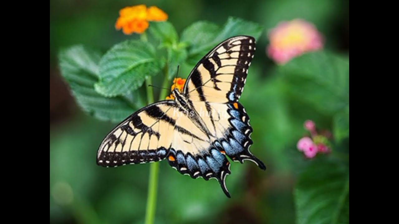 Butterfly details in tamil.🦋 short &sweet explanation . YouTube