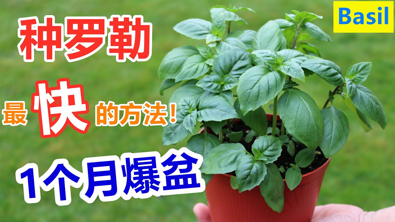 还在扦插等生根 这个人已经吃上了 花盆种罗勒 九层塔 伴生 驱虫 调味料how To Grow Basil From Seeds In A Fastest Way English Subtitle