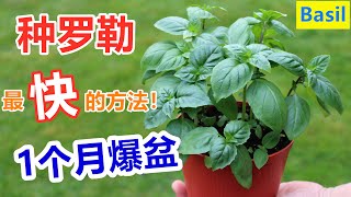 还在扦插等生根？这个人已经吃上了！花盆种罗勒/九层塔, 伴生/驱虫/调味料 How to grow basil from seeds in a fastest way English Subtitle