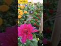 dahlia #terracegardenindia #ytshorts #viral #foryou #plantsofindia #nature